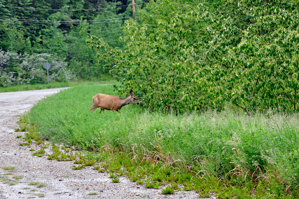 deer
